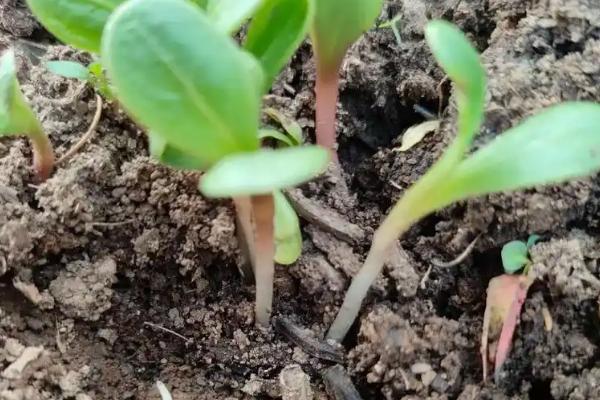 红木香花什么时候种植，在10-11月种植为佳