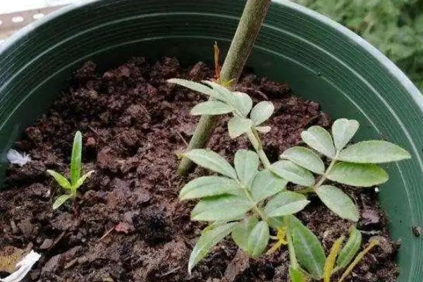 红木香花什么时候种植，在10-11月种植为佳