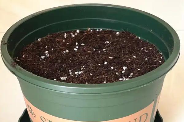 红木香花什么时候种植，在10-11月种植为佳
