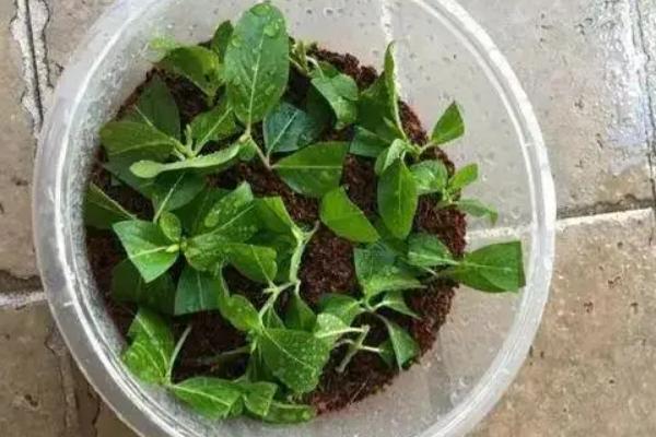 红木香花什么时候种植，在10-11月种植为佳