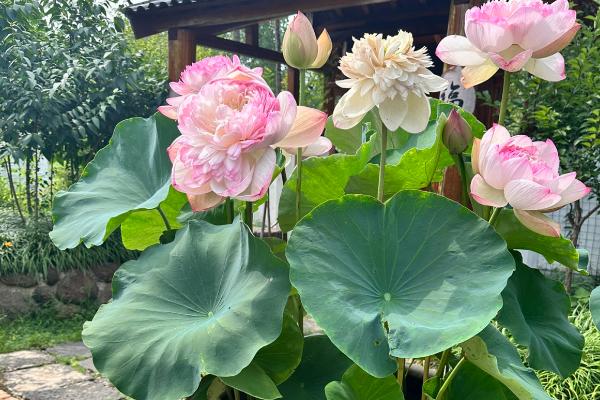 冬季怎么养殖荷花，放入室内并将温度保持在5-10℃