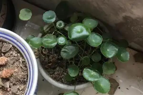 土培铜钱草叶片发黄如何处理，因缺少光照所致需让它接受散射光