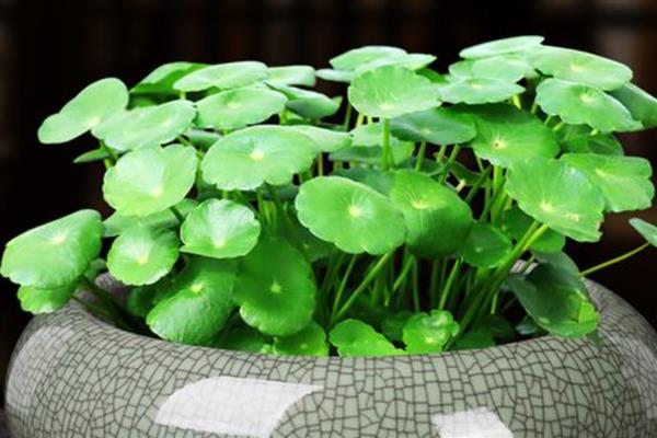 土培铜钱草叶片发黄如何处理，因缺少光照所致需让它接受散射光
