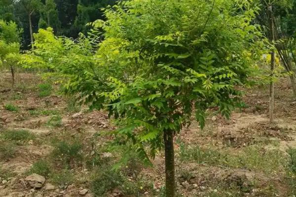 槐花冬天会不会冻死，成年槐花树不受寒冷影响