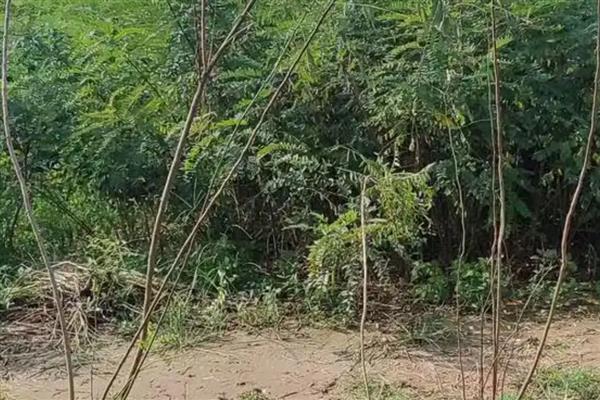 槐花冬天会不会冻死，成年槐花树不受寒冷影响