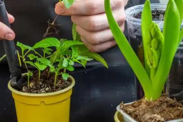果子蔓的分株繁殖方法，用小刀分开母株经过消毒后再上盆