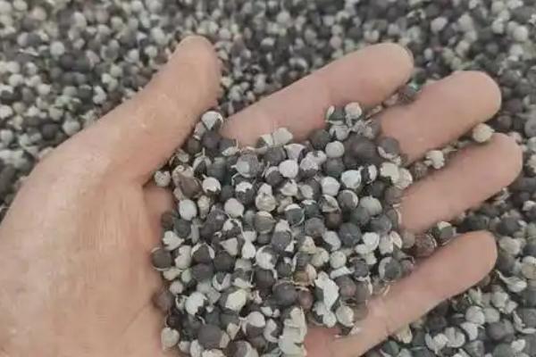 果子蔓的分株繁殖方法，用小刀分开母株经过消毒后再上盆