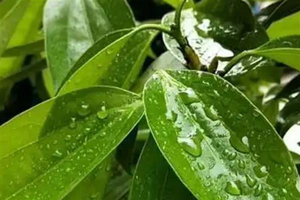 平安树叶子下垂怎么处理，需更换盆土并合理浇水