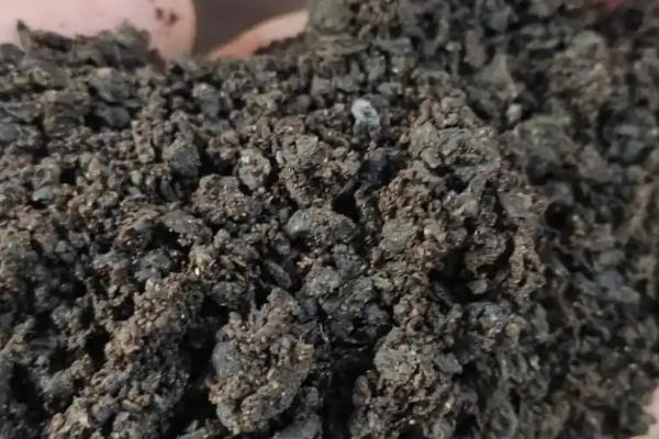 君子兰用什么盆养合适，建议用透气性好的盆