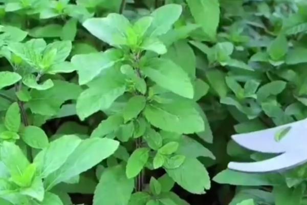 薄荷的养殖方法，夏季放在阳台或窗台上晒光
