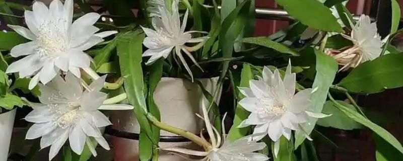 昙花为什么不开放，可能是浇水过多、施肥不当等原因所致