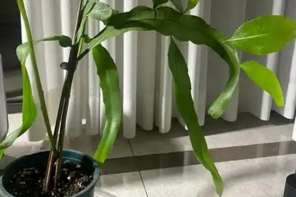 昙花为什么不开放，可能是浇水过多、施肥不当等原因所致