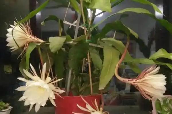 昙花为什么不开放，可能是浇水过多、施肥不当等原因所致