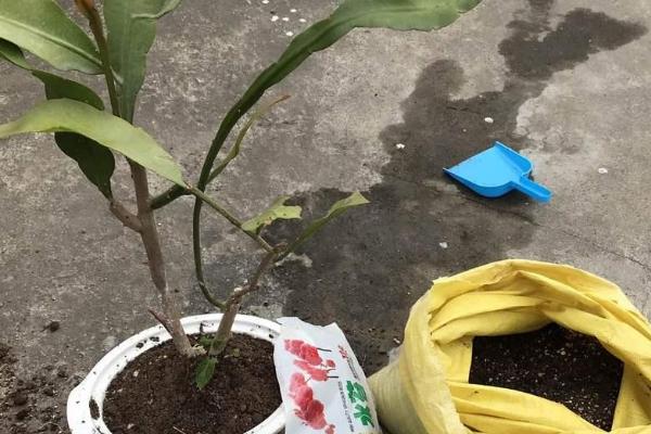昙花为什么不开放，可能是浇水过多、施肥不当等原因所致