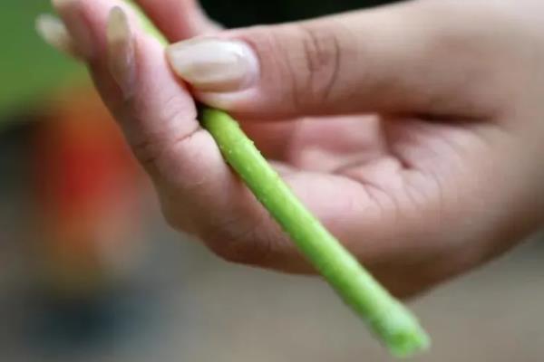 瓶养荷花如何让它快速开花，将温度保持在15-25℃可促进花朵开放