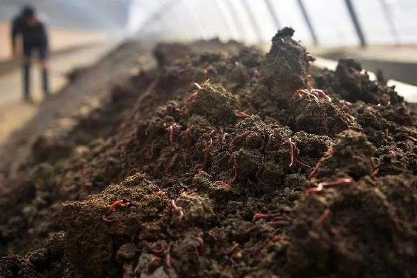 蚯蚓怎么进行人工养殖，将基料的含水量保持在60-70%