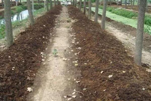 蚯蚓怎么进行人工养殖，将基料的含水量保持在60-70%