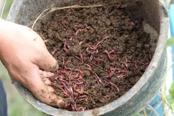 蚯蚓怎么进行人工养殖，将基料的含水量保持在60-70%