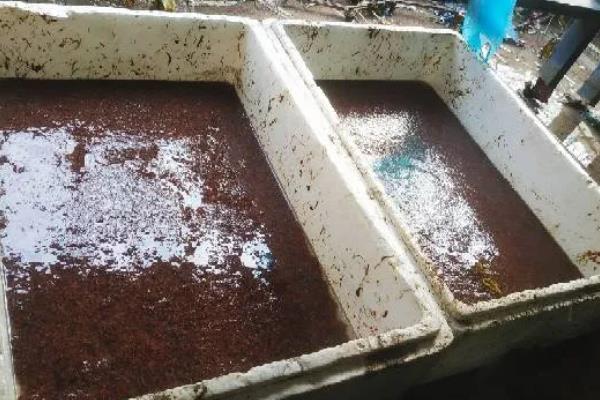 蚯蚓怎么进行人工养殖，将基料的含水量保持在60-70%