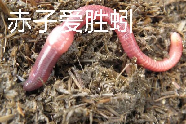 蚯蚓怎么进行人工养殖，将基料的含水量保持在60-70%