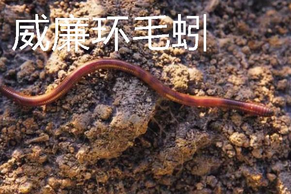 蚯蚓怎么进行人工养殖，将基料的含水量保持在60-70%