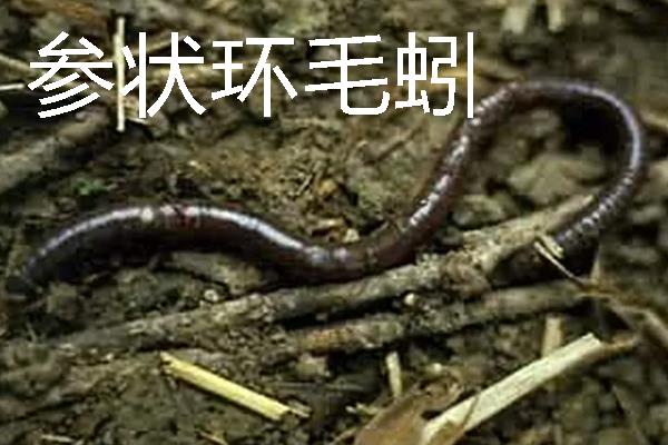 蚯蚓怎么进行人工养殖，将基料的含水量保持在60-70%