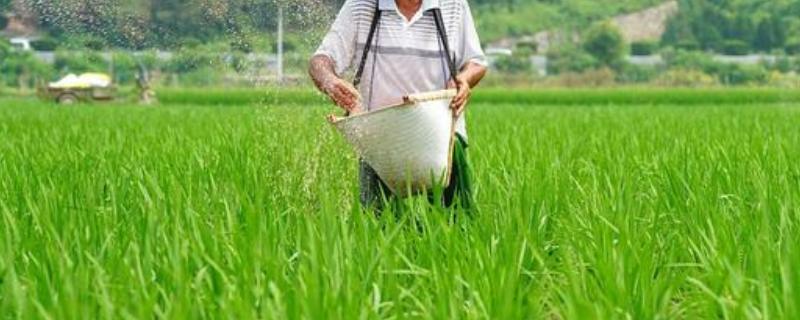 一亩水稻的需肥量，有机肥亩施肥量为2000-4000斤