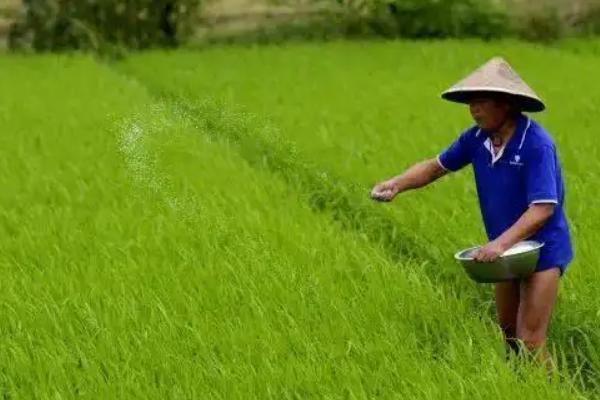 一亩水稻的需肥量，有机肥亩施肥量为2000-4000斤