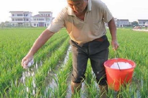 一亩水稻的需肥量，有机肥亩施肥量为2000-4000斤