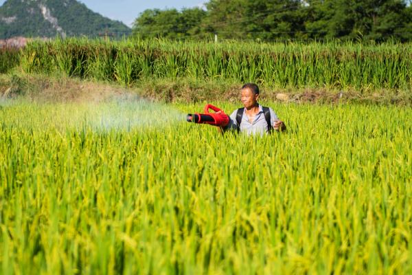 一亩水稻的需肥量，有机肥亩施肥量为2000-4000斤