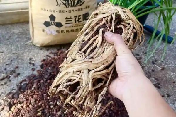 兰花几天浇水一次，夏天每天早晚浇水各一次