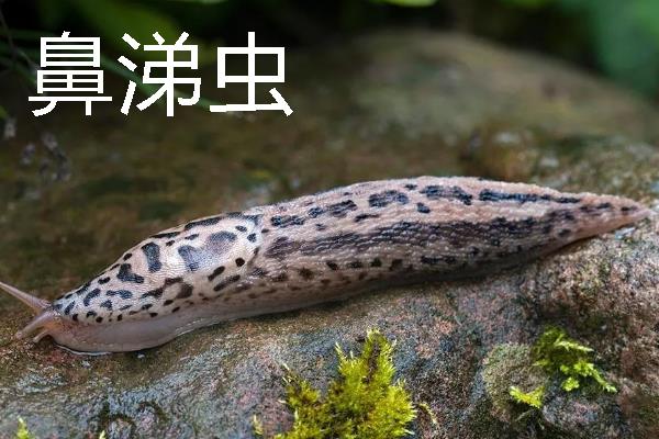 蛀食性害虫有哪些，主要有木蠹蛾科、透翅蛾科等科目里面的种类
