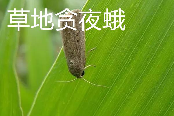 蛀食性害虫有哪些，主要有木蠹蛾科、透翅蛾科等科目里面的种类
