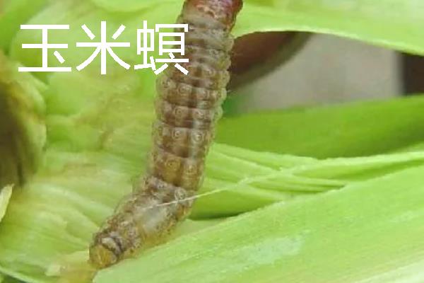 蛀食性害虫有哪些，主要有木蠹蛾科、透翅蛾科等科目里面的种类