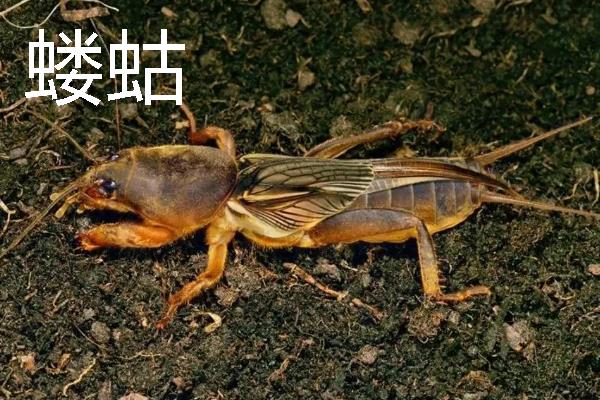 蛀食性害虫有哪些，主要有木蠹蛾科、透翅蛾科等科目里面的种类