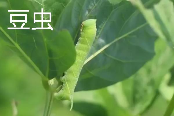 蛀食性害虫有哪些，主要有木蠹蛾科、透翅蛾科等科目里面的种类