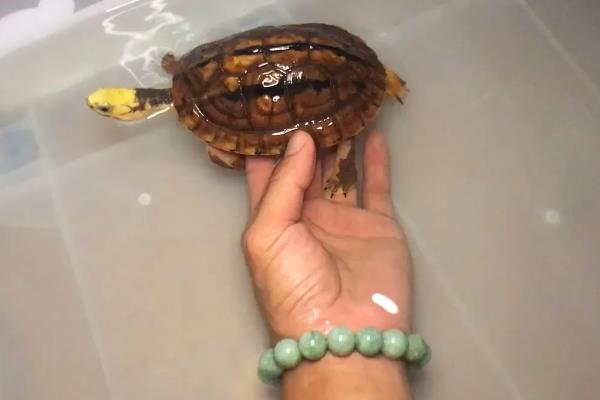 金钱龟怎么养殖，每天要投喂2次