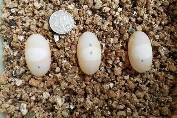 金钱龟怎么养殖，每天要投喂2次