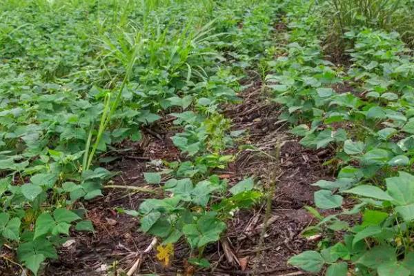 种植黑豆的株行距，株距为18-20厘米、行距为65厘米