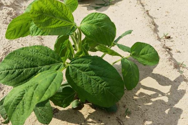 种植黑豆的株行距，株距为18-20厘米、行距为65厘米
