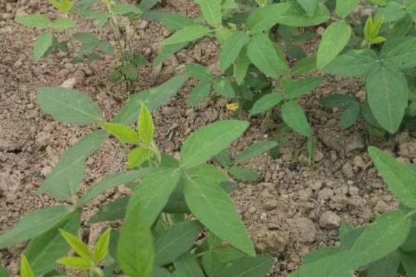种植黑豆的株行距，株距为18-20厘米、行距为65厘米