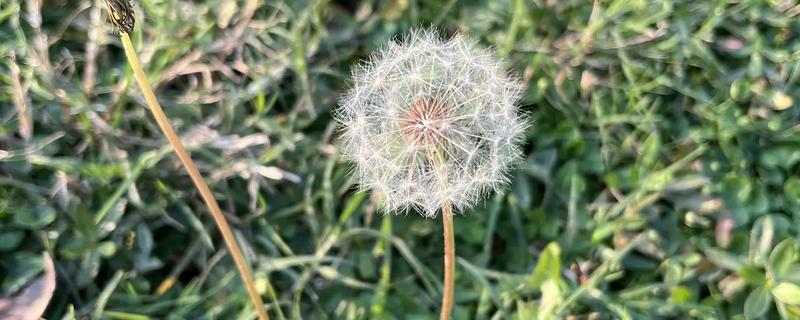 白色蒲公英有什么花语，代表无法停止的爱
