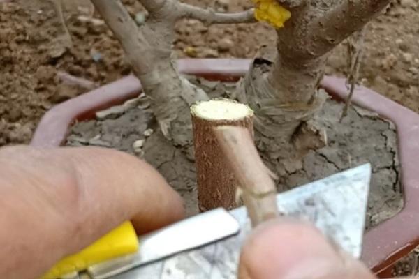 腊梅的繁殖方法，可采用播种法、分株法等