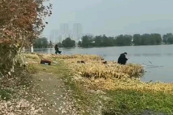 冬季垂钓鲤鱼的技巧，水草区可作为首选钓点