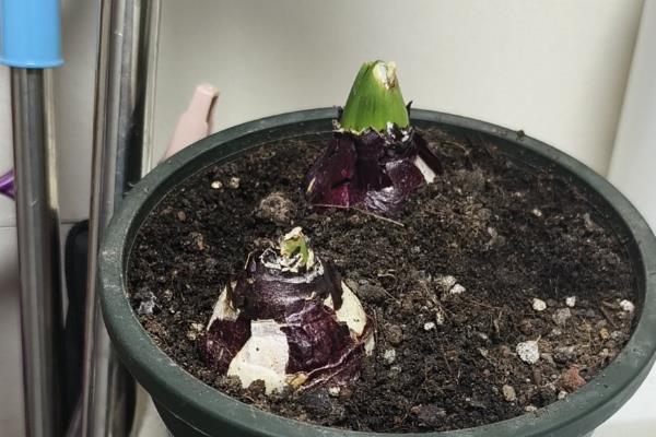 风信子的种球有没有毒，球茎有毒且花香、花粉也可能引起不良反应