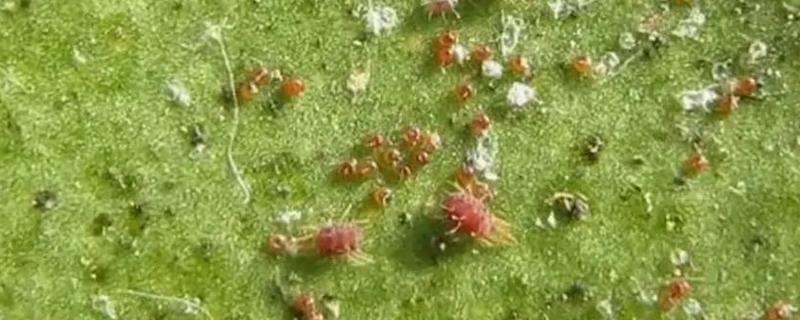 红蜘蛛的防治方式，刮树皮并烧毁、对树干涂白可灭杀虫卵