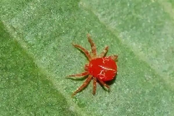 红蜘蛛的防治方式，刮树皮并烧毁、对树干涂白可灭杀虫卵