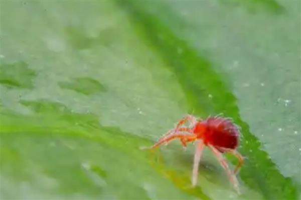 红蜘蛛的防治方式，刮树皮并烧毁、对树干涂白可灭杀虫卵