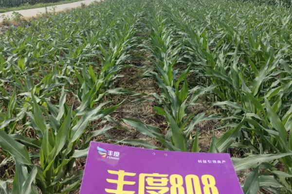 同玉808玉米种简介，出苗至成熟120天