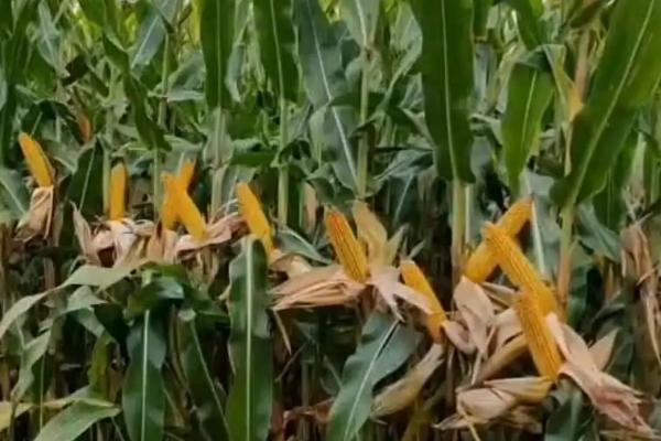 同玉808玉米种简介，出苗至成熟120天